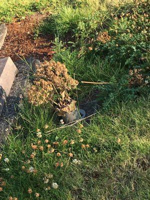 Debris and weeds