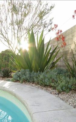 Beautiful Agave Plant