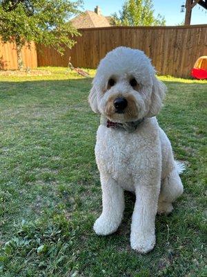 Teddy bear cut. 1 inch all around, rounded paws, rounded nose, no shaving face, trimmed ears.