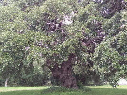 Beautiful giant Oak Trees all over the park.