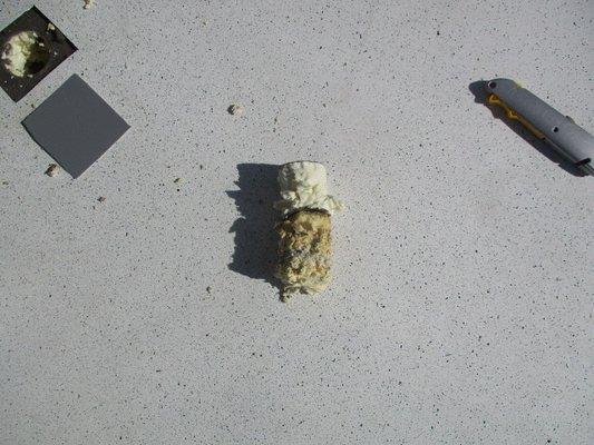 Inspection and core sample from a single-ply TPO and scary foam roof