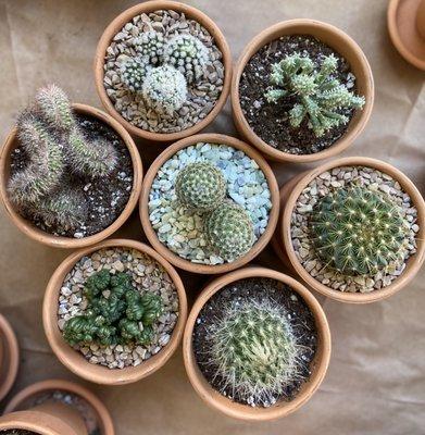 -13 large cacti selection