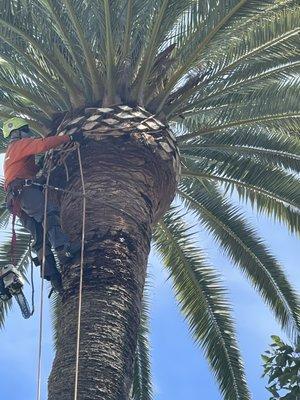 V & A Tree Service