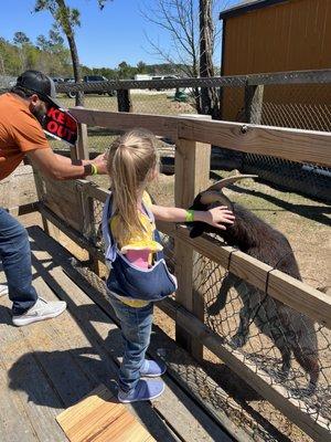 "Petting zoo" but you couldn't go in.