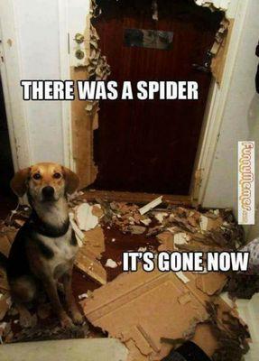 Got to have a little fun during the day. However Abba Complete Pest Control is probably a little bit more efficient than your pup.
Call me!