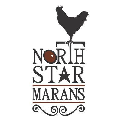 Specializing in Marans chicks and hatching eggs!