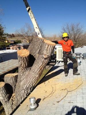 TLC Tree Expert was called in to remove this Cottonwood after 5 tree services said they didn't have the skill to do so.