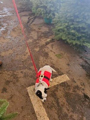 Santa's helper picking out a tree.