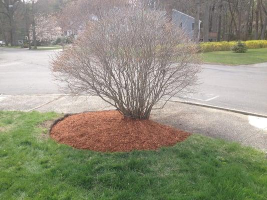 The difference edging and mulch can make.