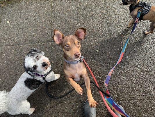 Littles on a group walk