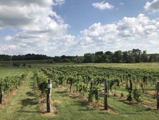 View of vines from the patio