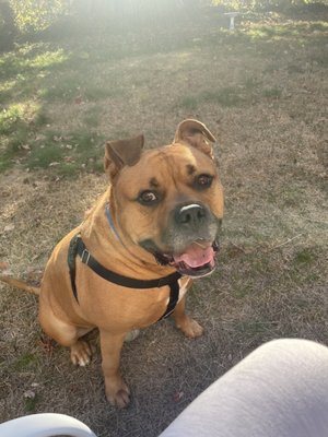 Roscoe-pit bull-age 5 yrs old-95 lbs