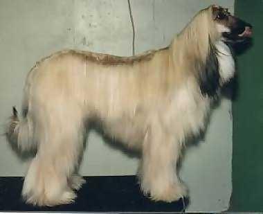 Afghan Hound