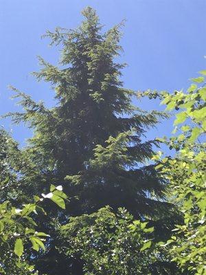 Tall majestic trees stand sentinels over the meandering trail.