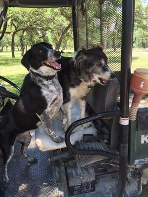 Ranch puppies