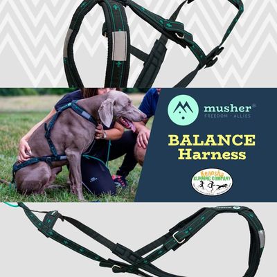 Introducing the BALANCE Harness by Musher. 
Crafted from water-repellent materials & lined with fur-friendly padding.