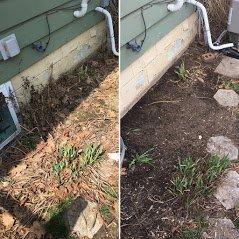 Small area of landscaping cleanup