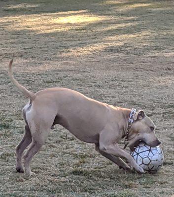 Rudy with a random soccer ball someone left at Folsom