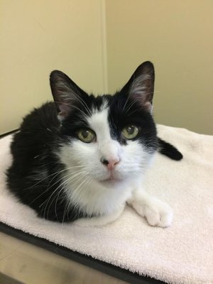 Tumble purrs throughout his visits! He loves his acupuncture!