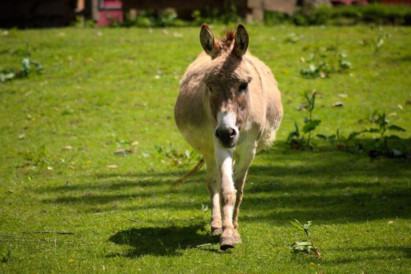 Fort Rickey Discovery Zoo