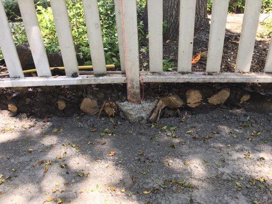 Tree roots cut back to make room for pavers