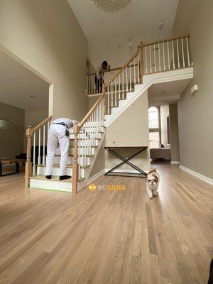 existing Hardwood Floor, Tread, and Handrails Refinishing  using Bona Finish, always pet friendly!