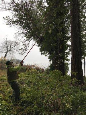 Ivy...yuck! So hard on the trees it can damage them.