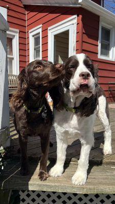 The sweetest brothers, Finn and Sailor!