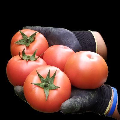 Tomato F1 KALEL, Excellent hybrid for greenhouse cultivation.