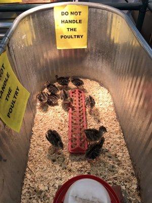 Poultry for sale