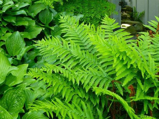 Footed Fern has delightfully furry fronds.  This is beautiful in containers on your porch or patio.