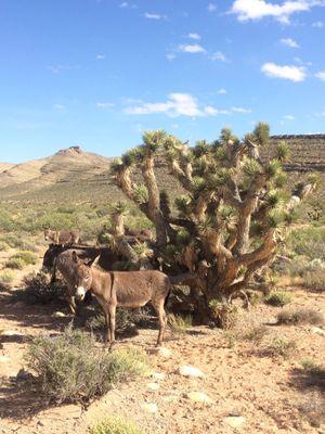 Wild burros!