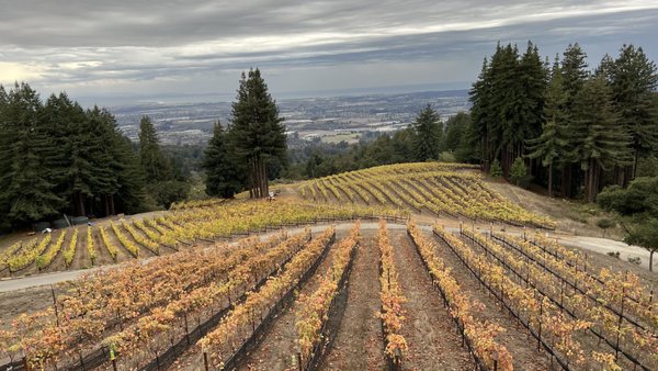 Vineyard view