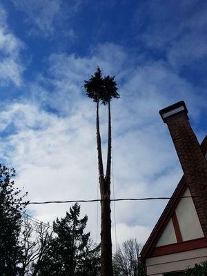 Large cedar removal