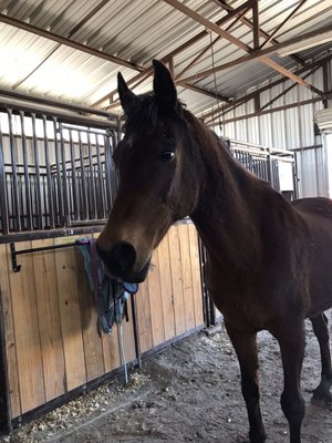 Beautiful bay gelding