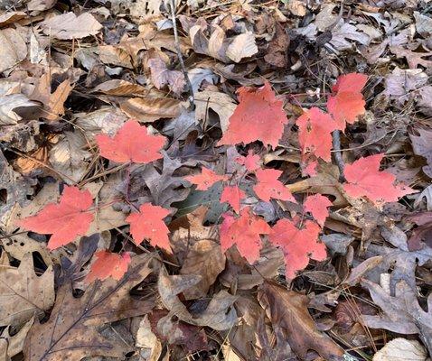 Red Maple Leaves, Fall, November, South Mountains State Park, Connellys Springs, 1 hour Northwest of Charlotte, NC