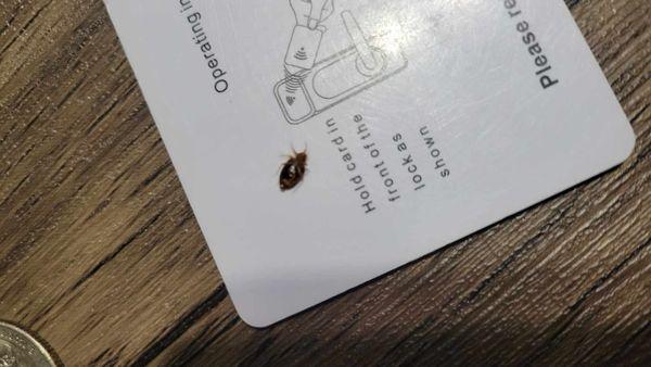 Here's the bed bug my husband found on the headboard and killed. Also included is a pic of the dead cockroach in the middle of the room