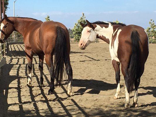 Peninsula Equestrian Academy