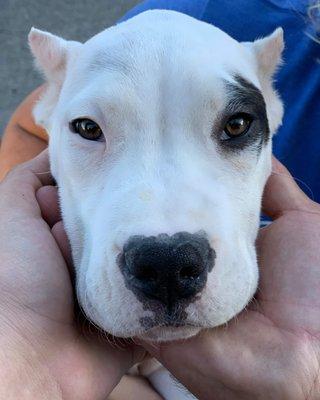 Lakonia our newest Dogo Argentino puppy.