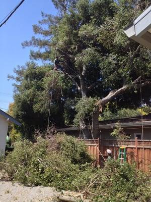 Trimming oak trees