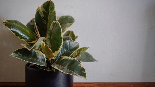 Variegated rubber tree in a 8" deep black cylinder