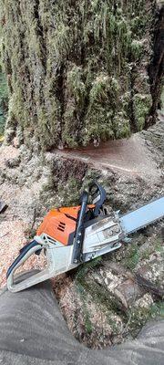 Face cut in a 40-in diameter Hazard Douglas fir.