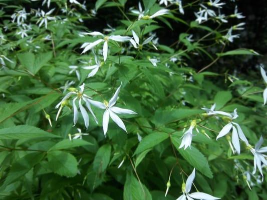 Bowman's Root, Gillenia trifoliata (Porteranthus trifoliatus)