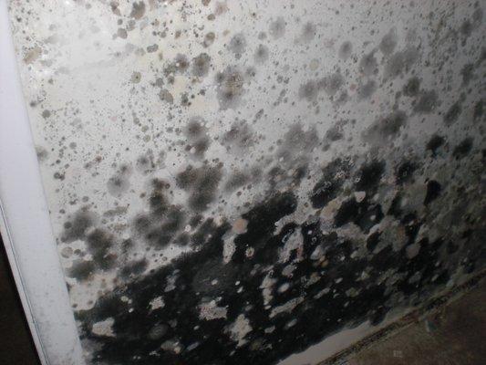 Mold growing on sheetrock