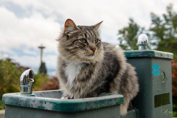 The view is pretty amazing in this park but King Ajax of Seattle is the best thing about this park! Give him some water from the fountain!