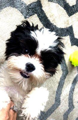 Gabe loves the dog park!