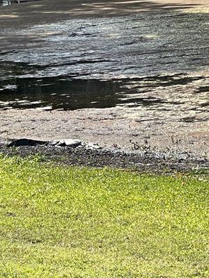 Magnolia park pond with an alligator in it