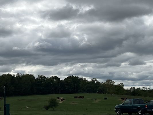 Cows in the pasture!