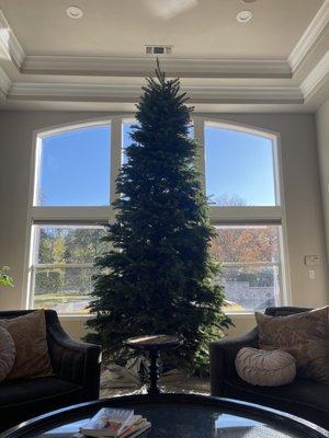 Beautiful 12 foot tree