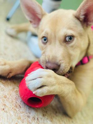 This is Cali, an adorable and super energetic Husky mix! Such a good girl.